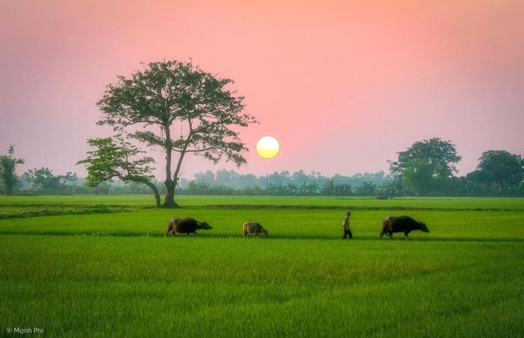 Phân tích truyện ngắn “Quê hương” của tác giả Đào Quốc Thịnh - Giáo án của nhóm giáo viên trường chuyên ĐHSP Hà Nội