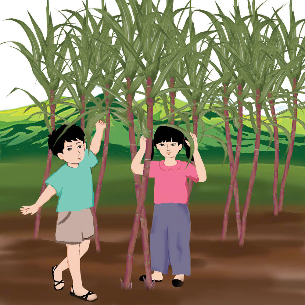 Tản văn: Nhớ mùa mía năm xưa