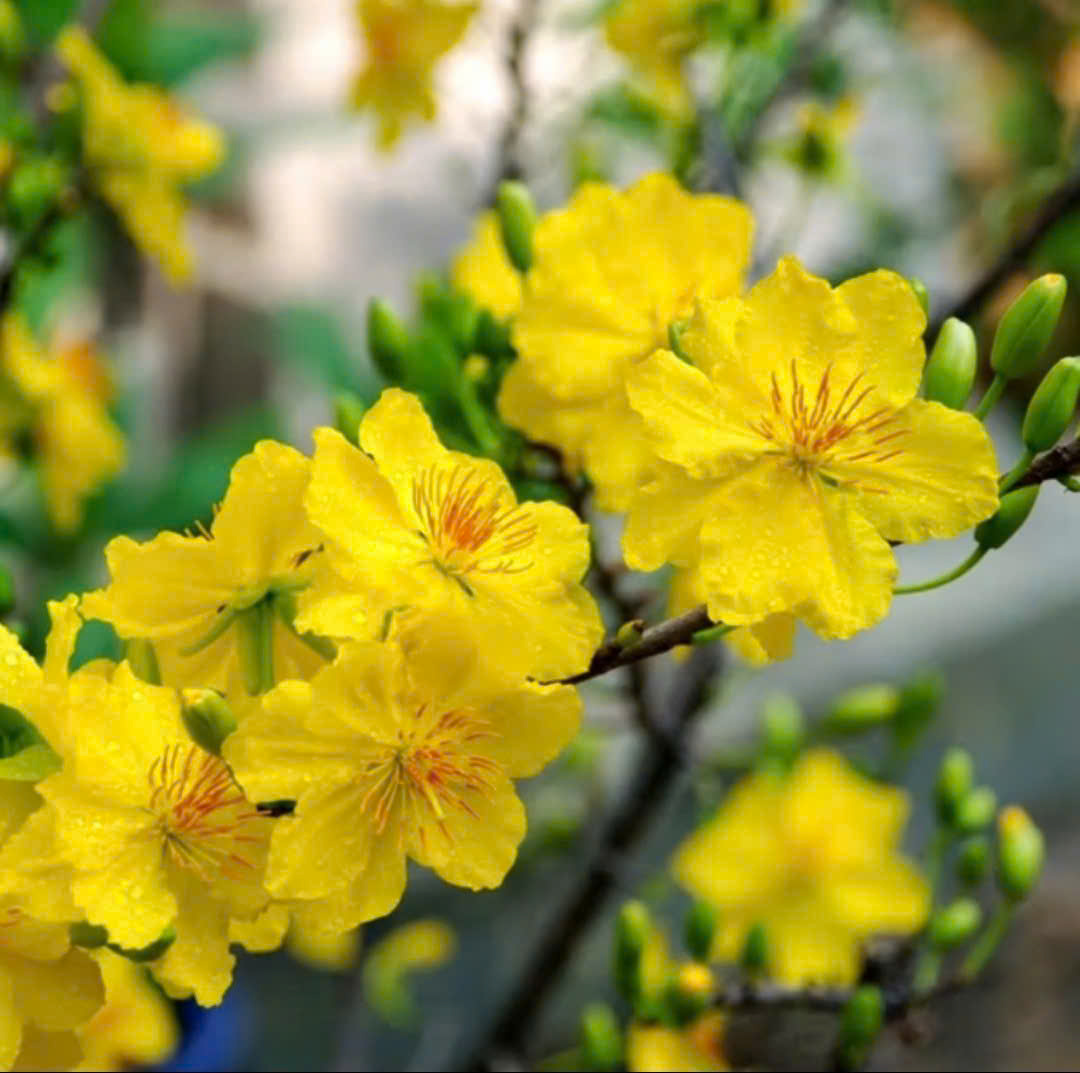 Tản văn: Xuân về trên mọi miền đất nước