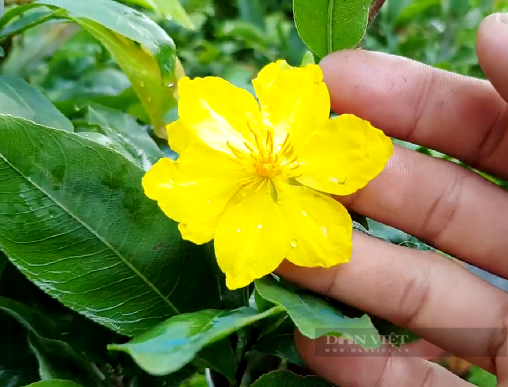 Truyện ngắn: Nghề trồng mai