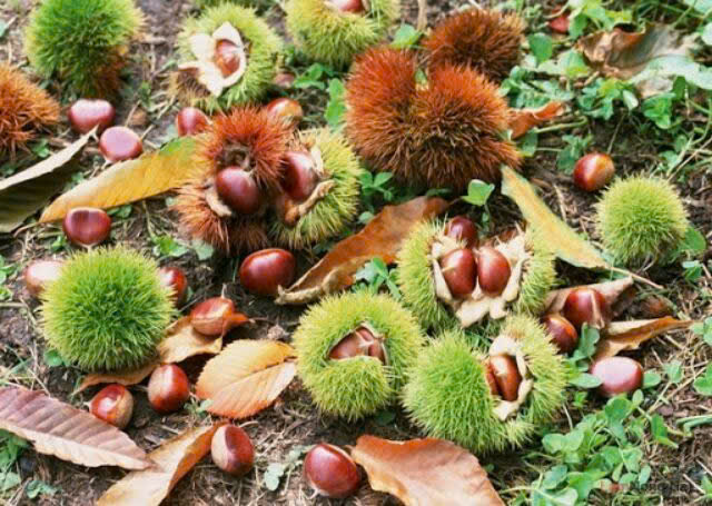 Hạt dẻ Trùng Khánh Cao Bằng