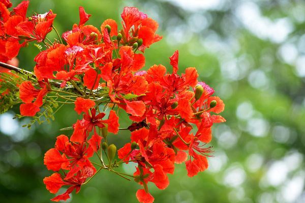 Lưu bút: Mùa hoa phượng