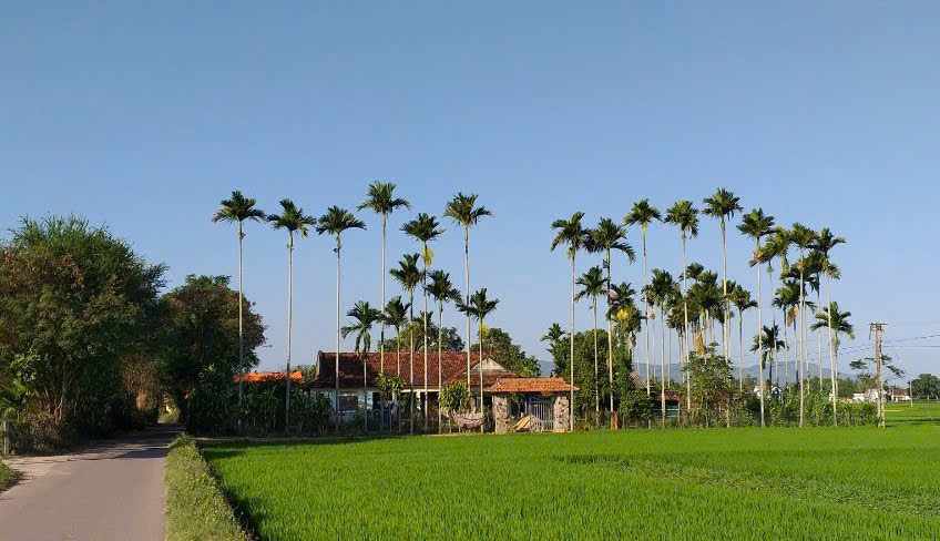 Tạp văn: Một mùa cau đi qua