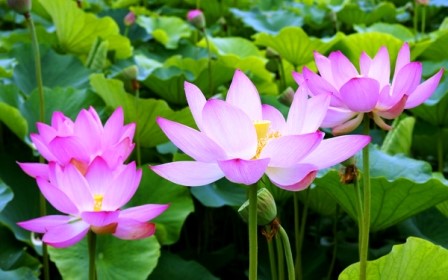 8 đặc tính của hoa sen trong Phật giáo