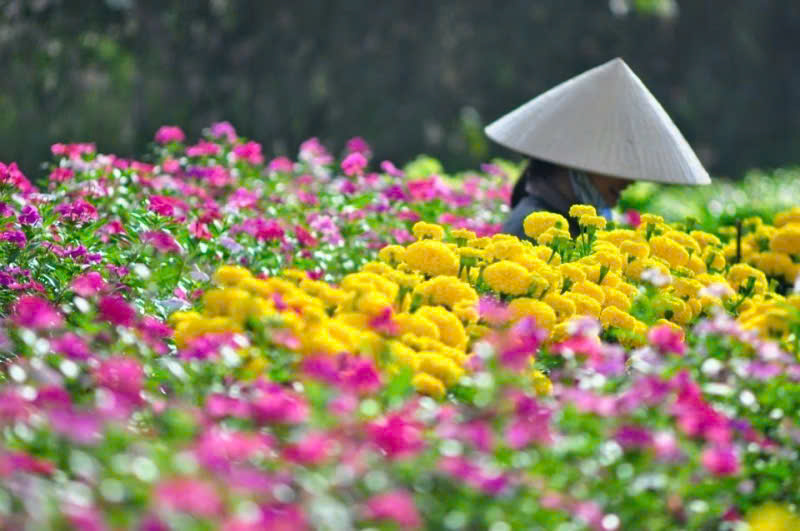 Rộn ràng sắc xuân từ làng hoa đến phố thị