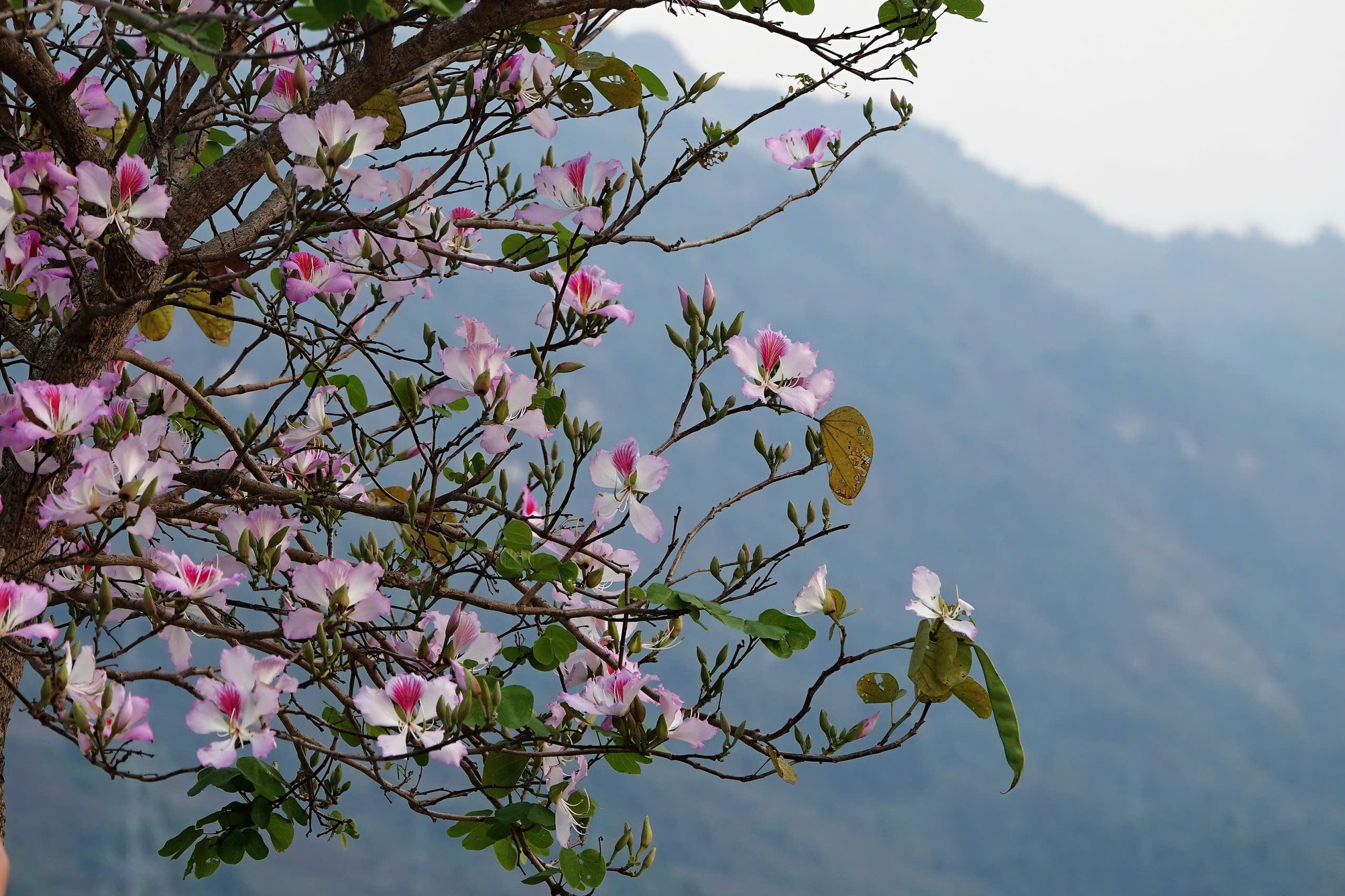 Hoa ban – biểu tượng văn hóa của núi rừng Tây Bắc