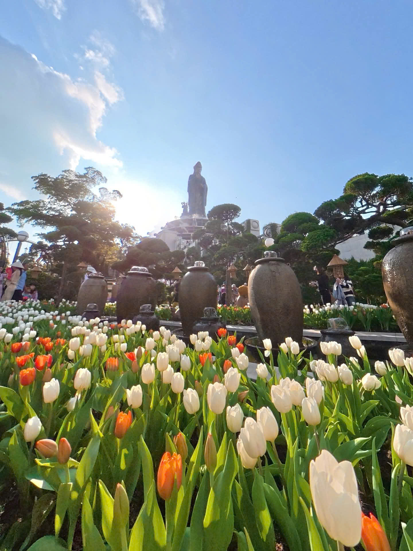 Mùa tulip rực rỡ trên đỉnh núi Bà Đen: “Đà Lạt thu nhỏ” giữa biển mây trời Nam