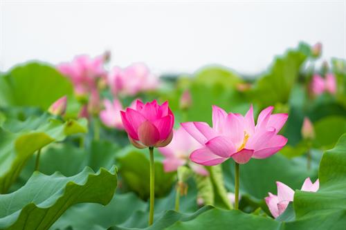 Thiện và bất thiện trong Phật giáo