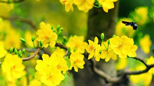 Đất nước vào xuân