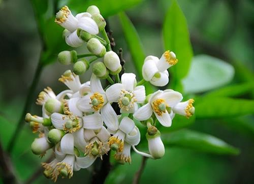 Tản văn: Hương bưởi tháng ba