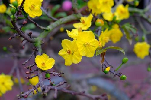 Truyện ngắn: Nghề trồng mai