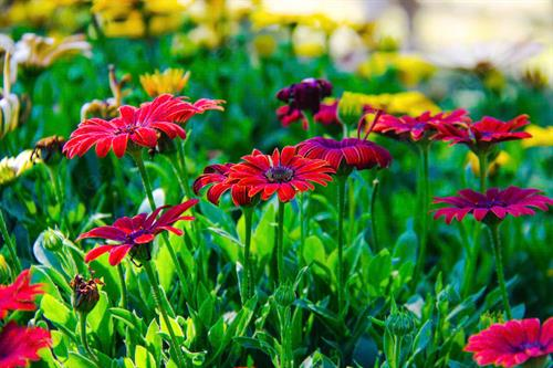 Tản văn: Mong ước mùa xuân