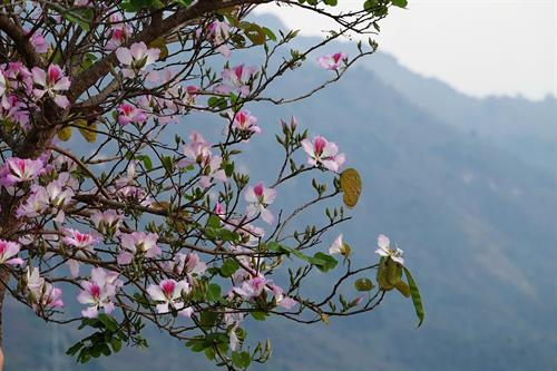 Hoa ban – biểu tượng văn hóa của núi rừng Tây Bắc