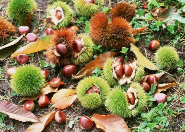 Hạt dẻ Trùng Khánh Cao Bằng